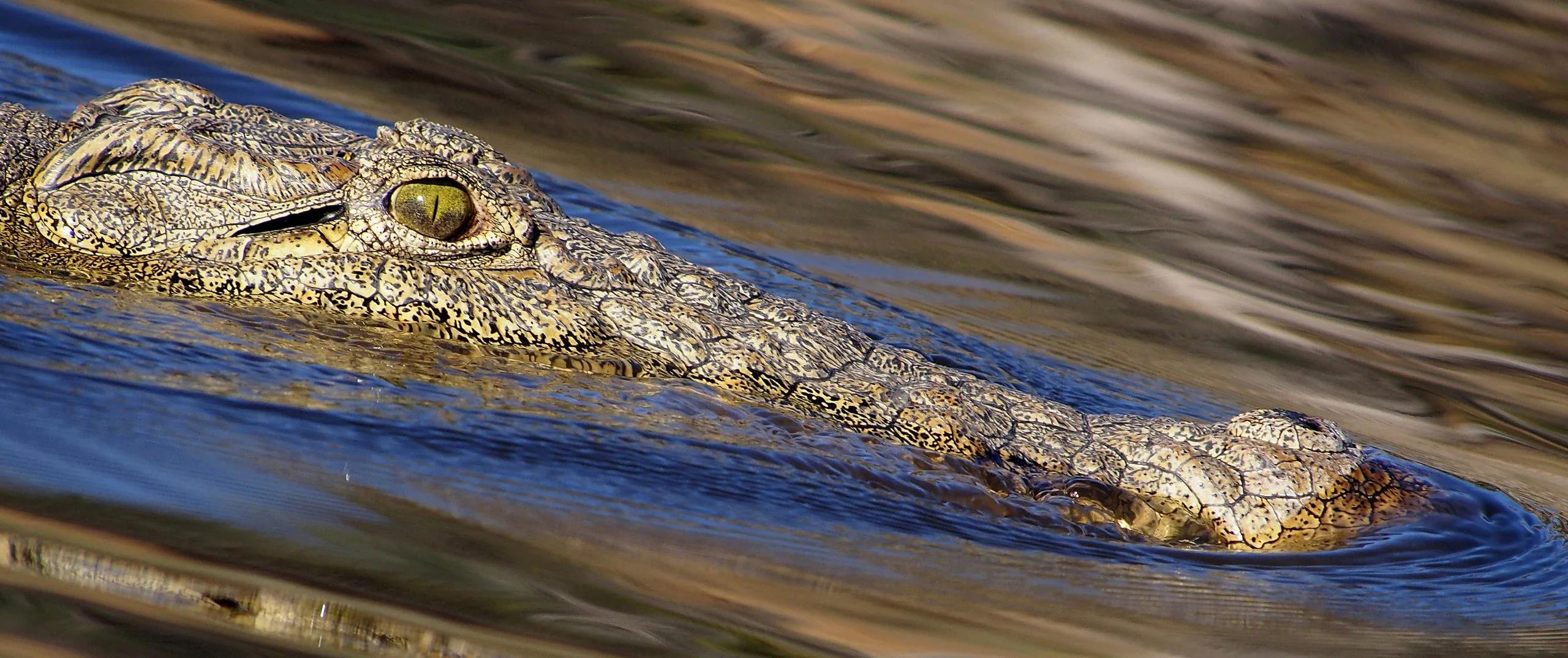 Experience Africa in the UAE at Sharjah Safari Park