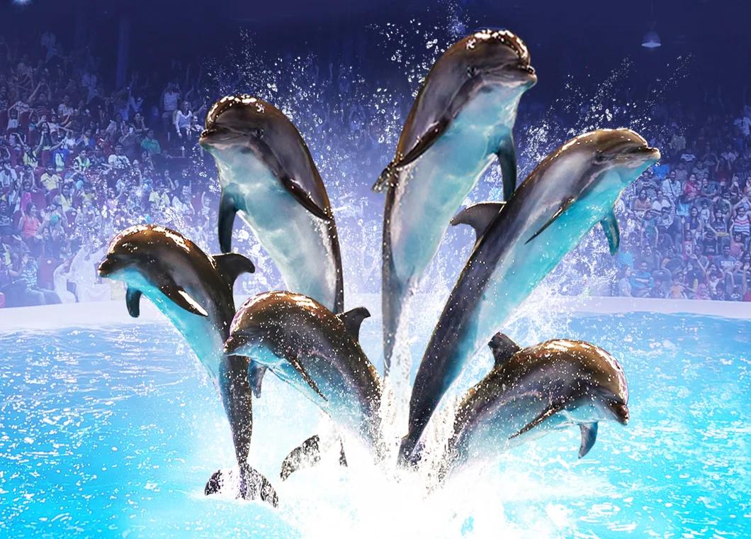 A Comprehensive Guide to Dubai Dolphinarium