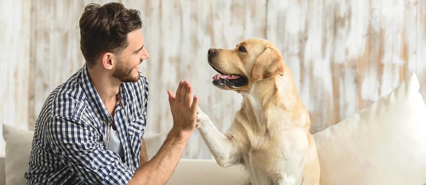 Discover The Top 10 Pet-Friendly Communities in Dubai
