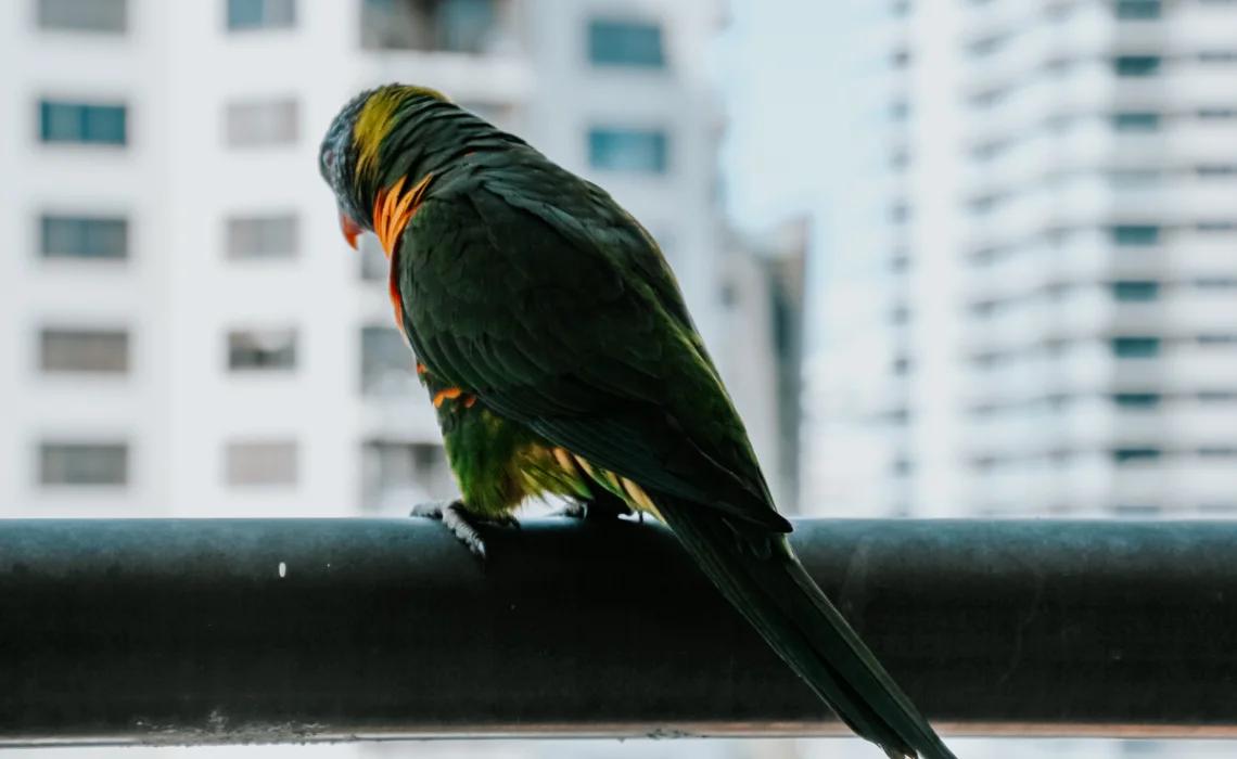 All About Birds and Pets Market in Dubai