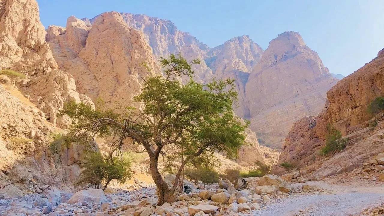 Shamal Julphar(Ras Al Khaimah)