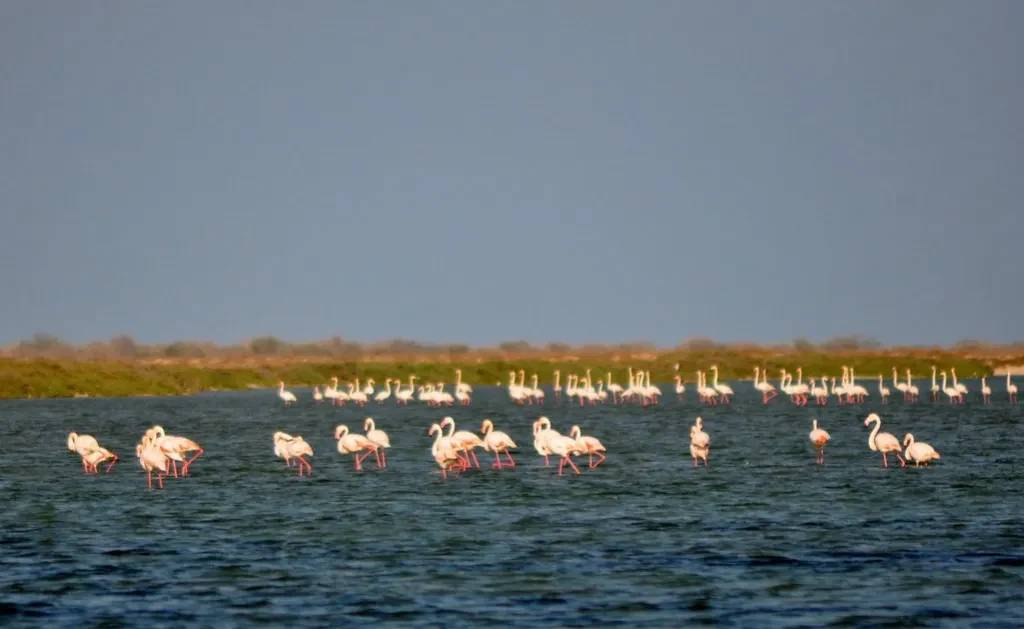 Al Khour(Umm Al Quwain)