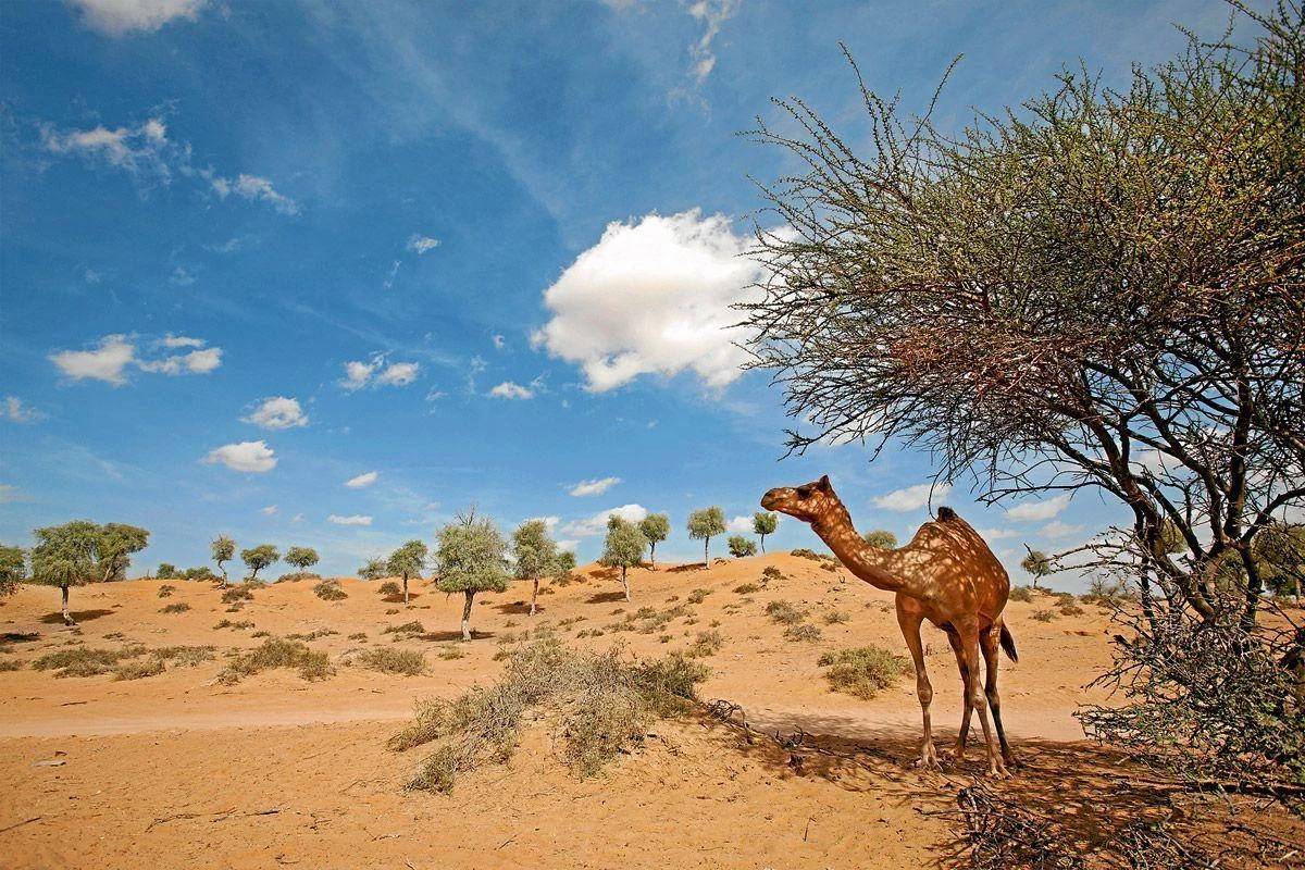 Al Digdagah(Ras Al Khaimah)